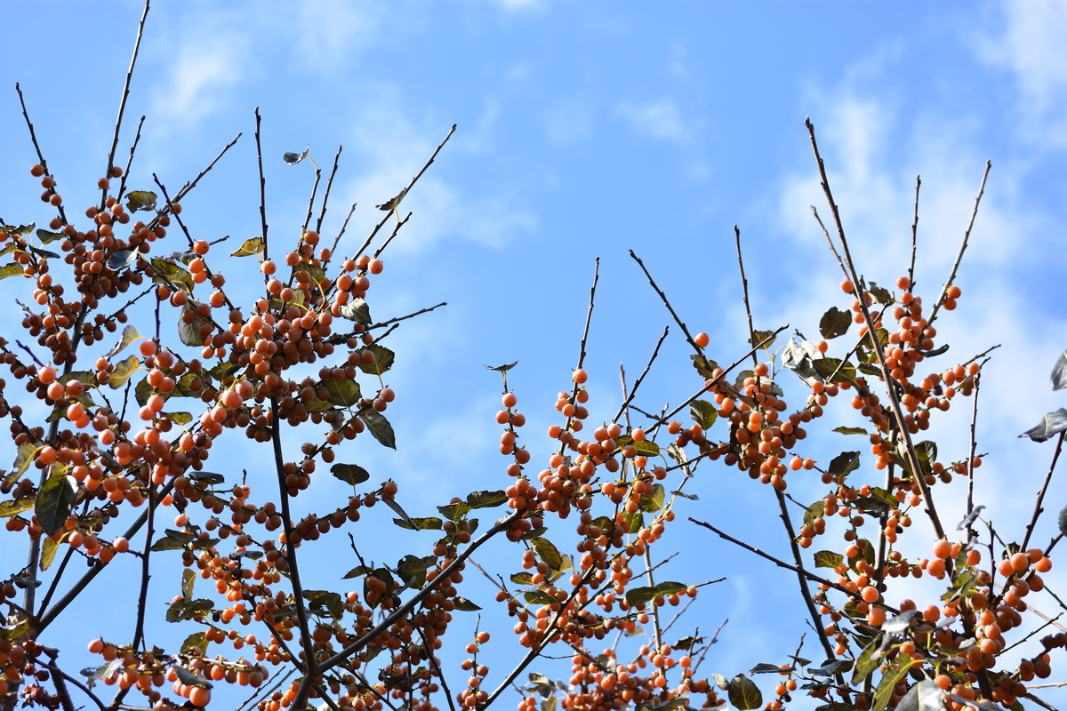 f:id:BlueTech:20210102213149j:plain