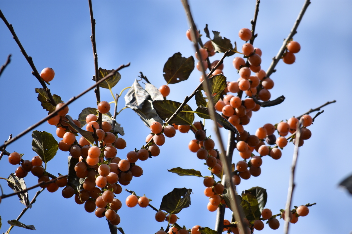 f:id:BlueTech:20210102213155j:plain