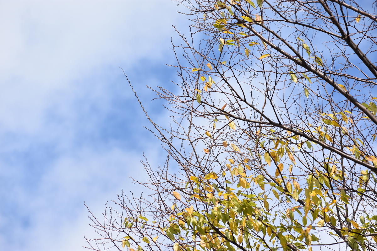 f:id:BlueTech:20210102213210j:plain