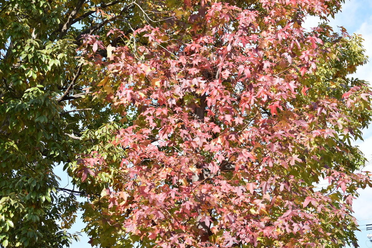 f:id:BlueTech:20210102213230j:plain