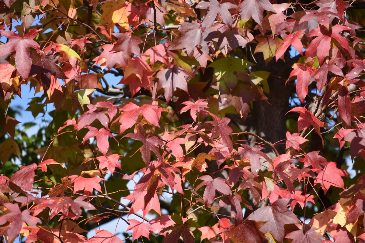 f:id:BlueTech:20210102213234j:plain