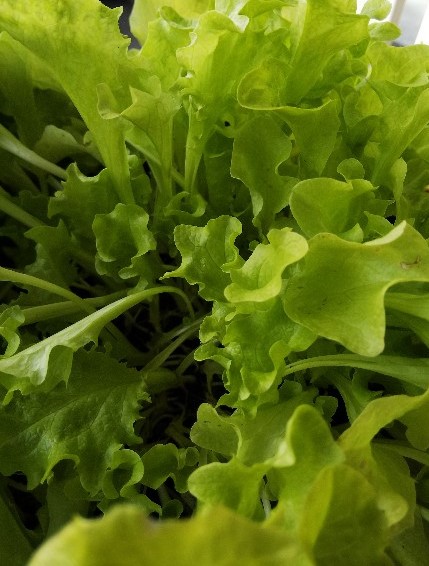 f:id:BlueTech:20210104201021j:plain