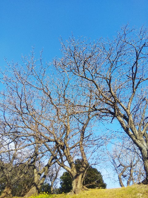 f:id:BlueTech:20210115215601j:plain