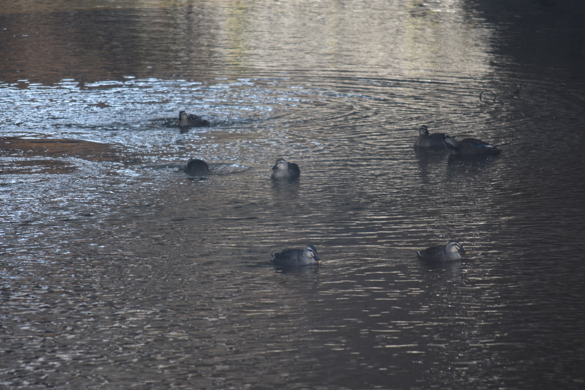 f:id:BlueTech:20210120200151j:plain