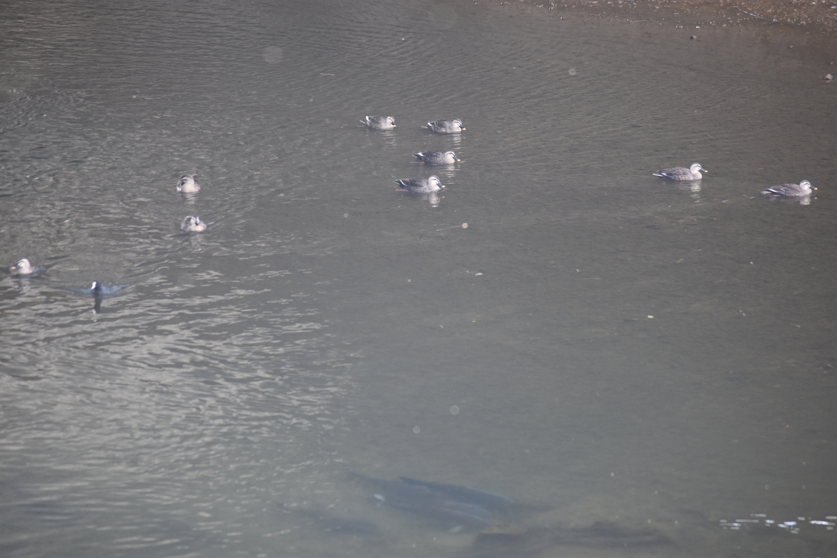 f:id:BlueTech:20210120200201j:plain