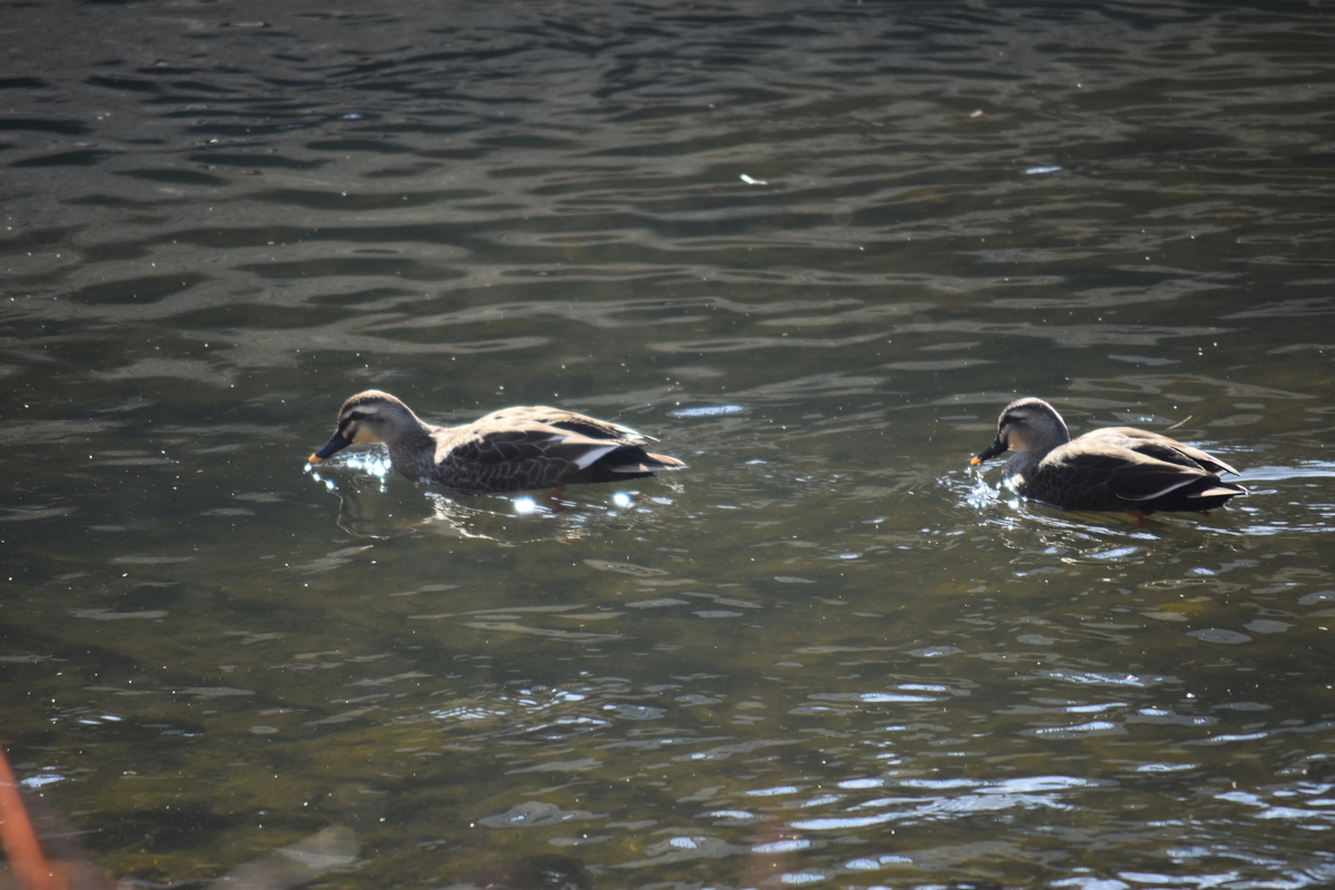 f:id:BlueTech:20210120200241j:plain