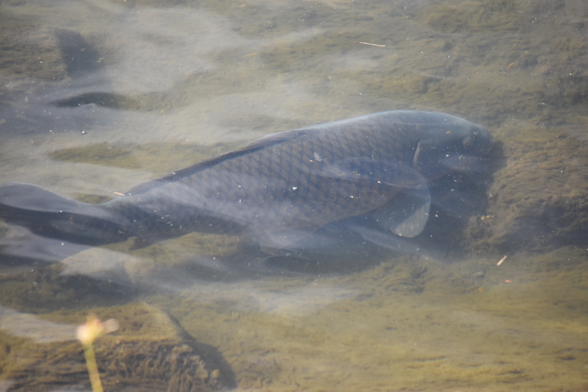 f:id:BlueTech:20210120200633j:plain