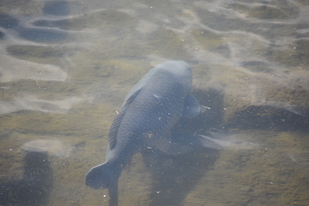 f:id:BlueTech:20210120200721j:plain