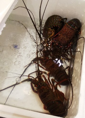 f:id:BlueTech:20210121210149j:plain