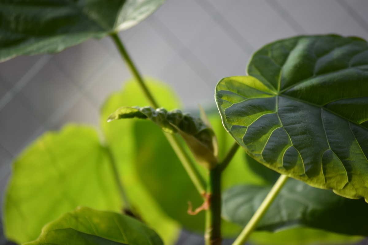 f:id:BlueTech:20210201175558j:plain