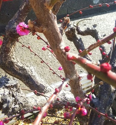 f:id:BlueTech:20210202185214j:plain