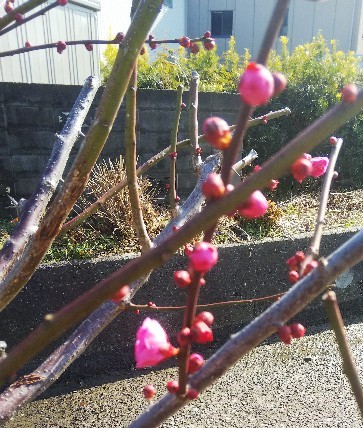 f:id:BlueTech:20210202185232j:plain