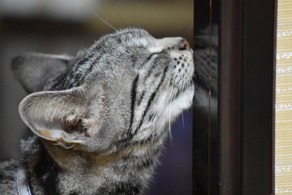 f:id:BlueTech:20210207182626j:plain