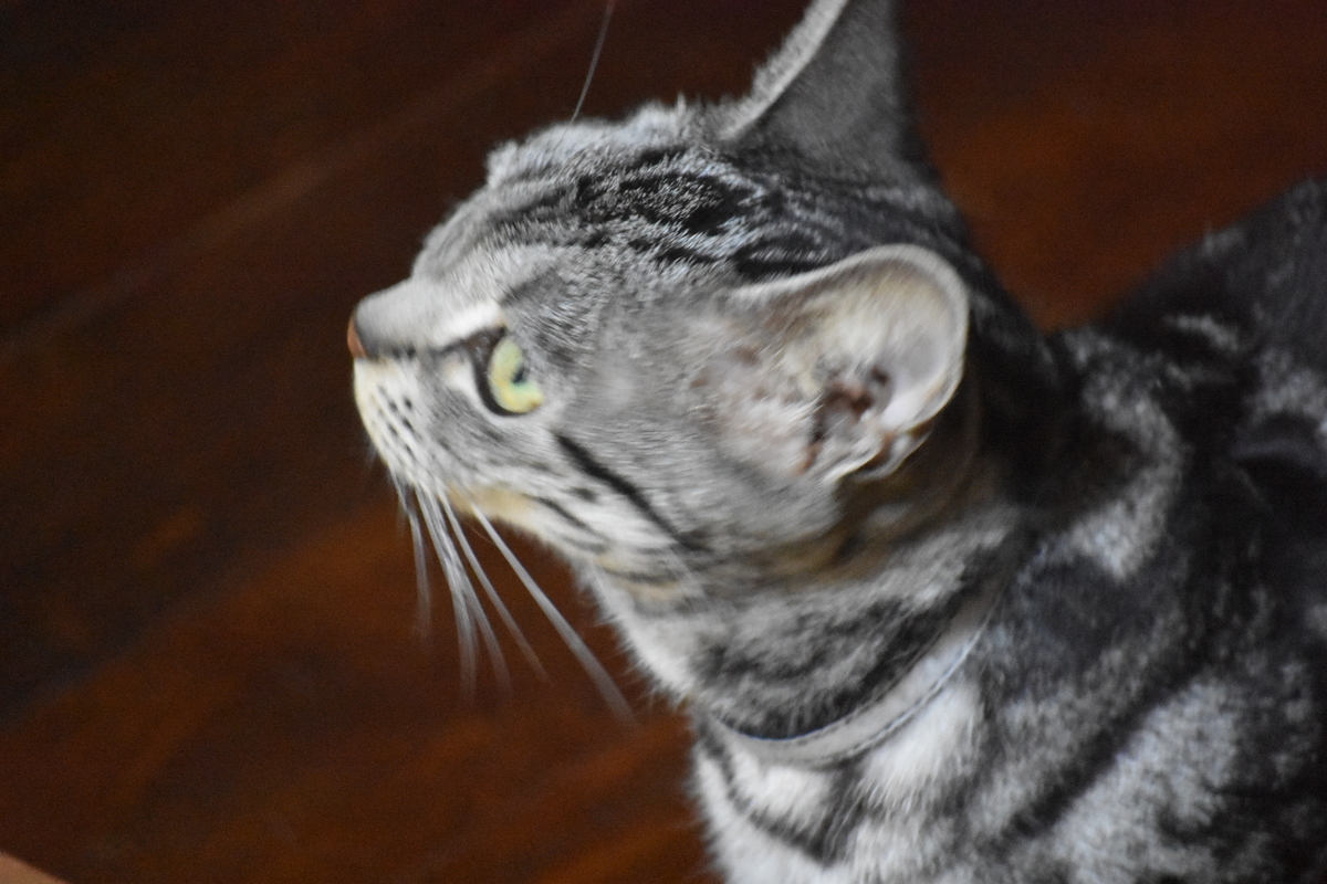 f:id:BlueTech:20210207182633j:plain