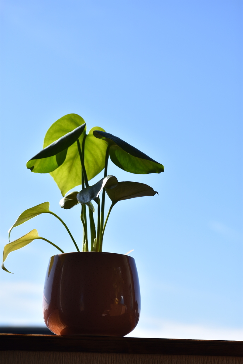 f:id:BlueTech:20210207182855j:plain