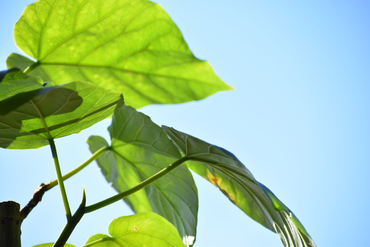 f:id:BlueTech:20210207182902j:plain