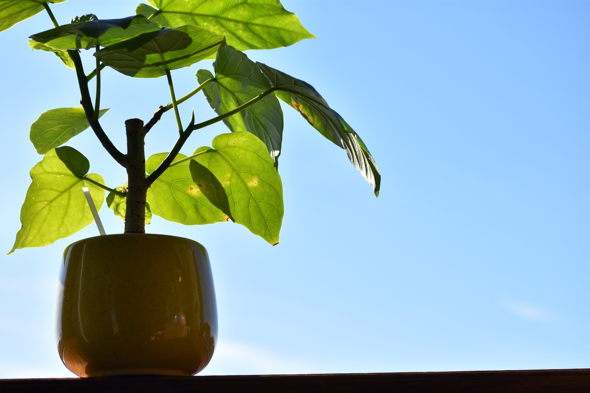 f:id:BlueTech:20210207182920j:plain