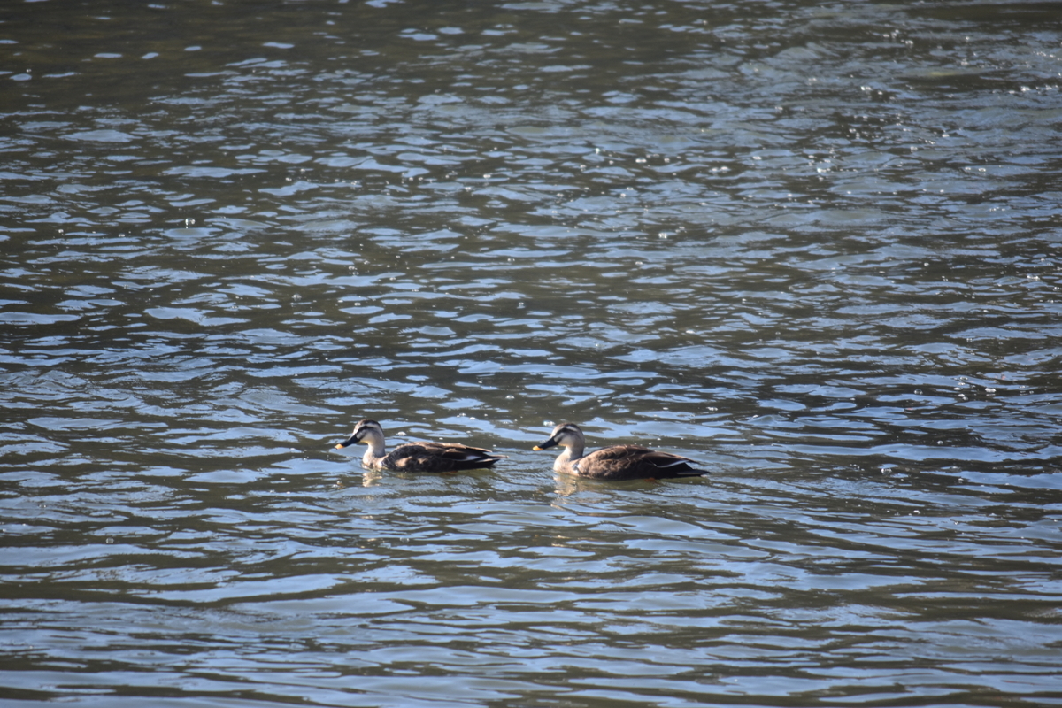 f:id:BlueTech:20210207190346j:plain