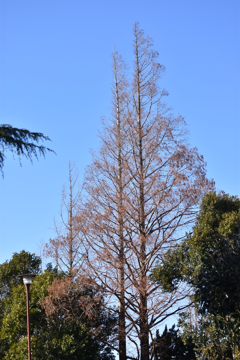 f:id:BlueTech:20210207190534j:plain