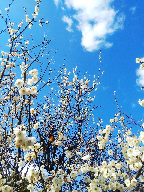 f:id:BlueTech:20210217190800j:plain