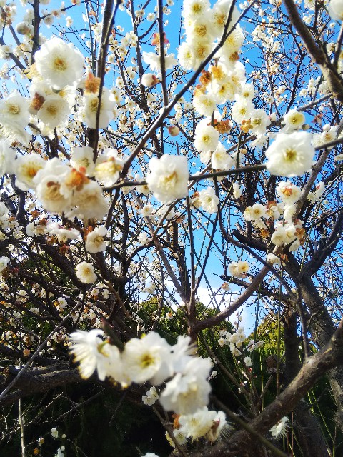 f:id:BlueTech:20210217190826j:plain