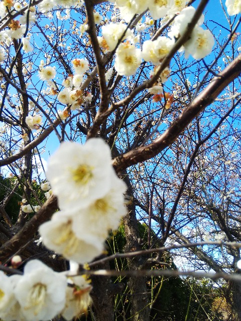 f:id:BlueTech:20210217190834j:plain