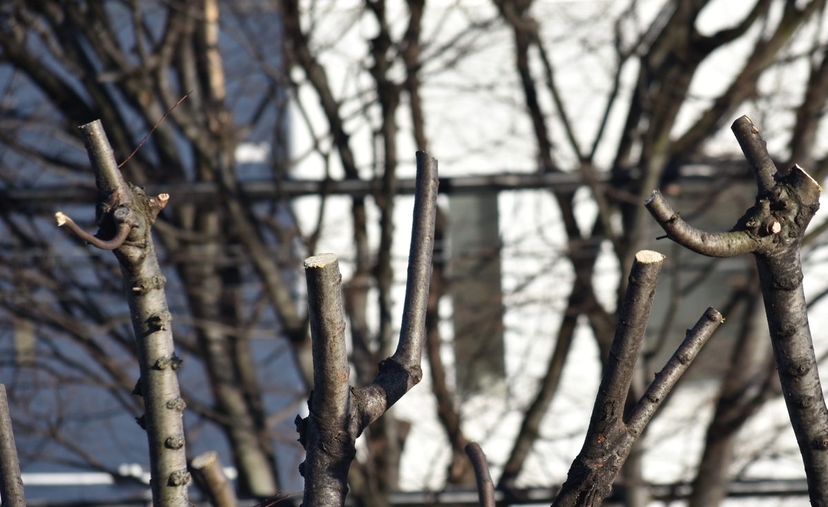 f:id:BlueTech:20210228181712j:plain