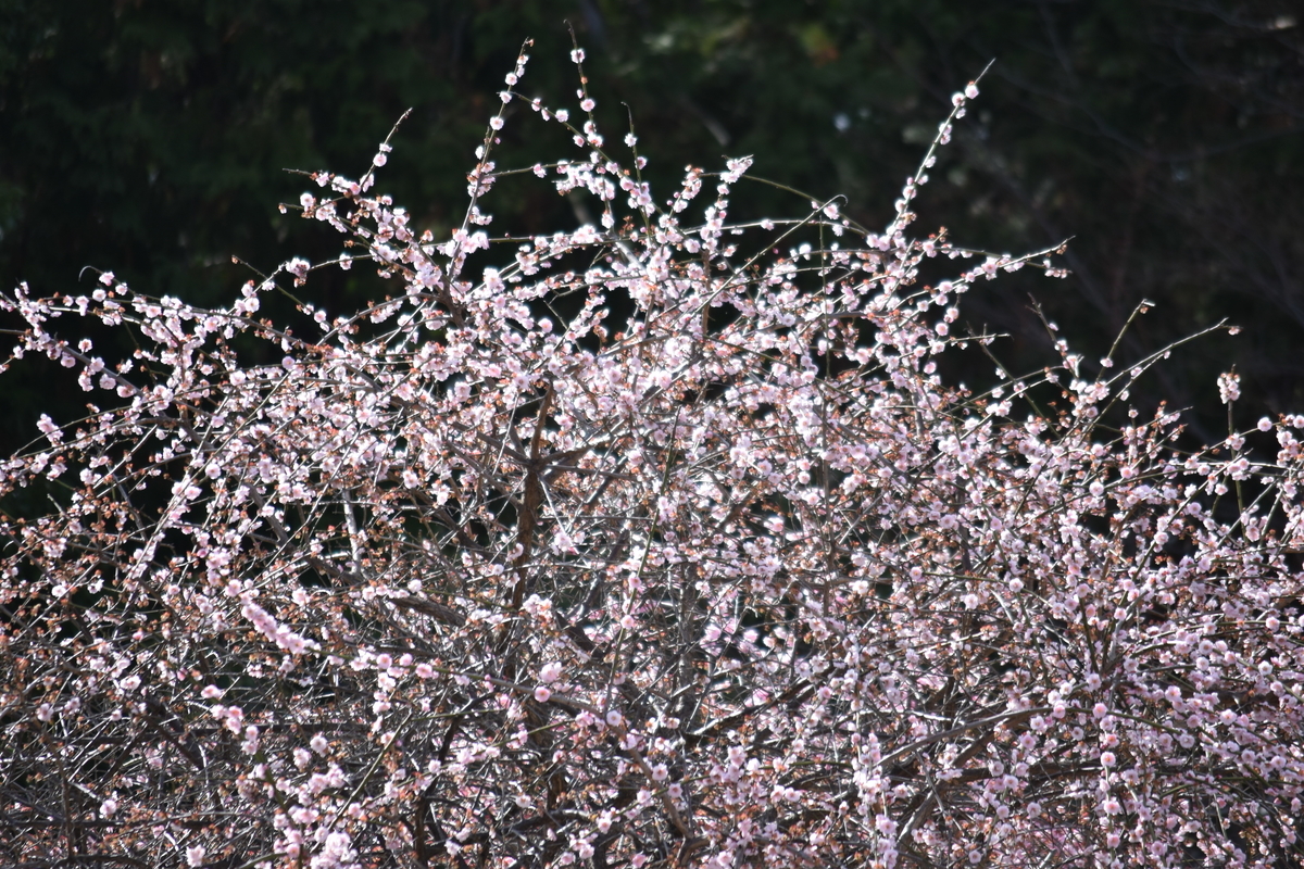 f:id:BlueTech:20210301102441j:plain