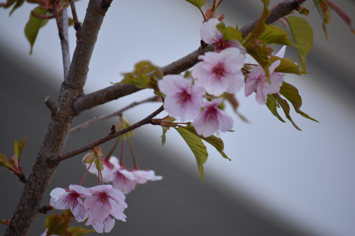 f:id:BlueTech:20210301102447j:plain