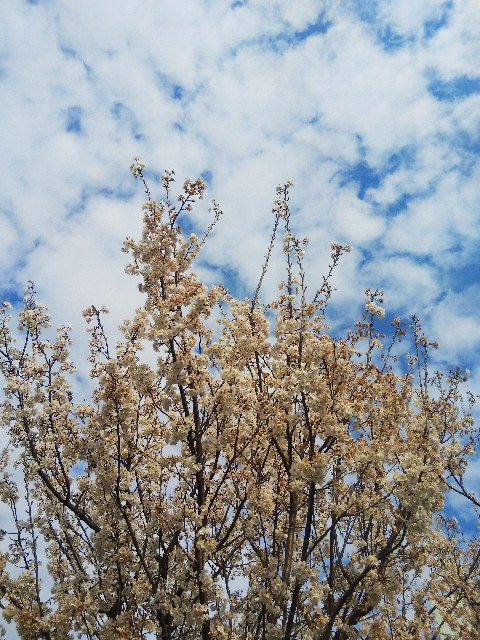 f:id:BlueTech:20210315144301j:plain