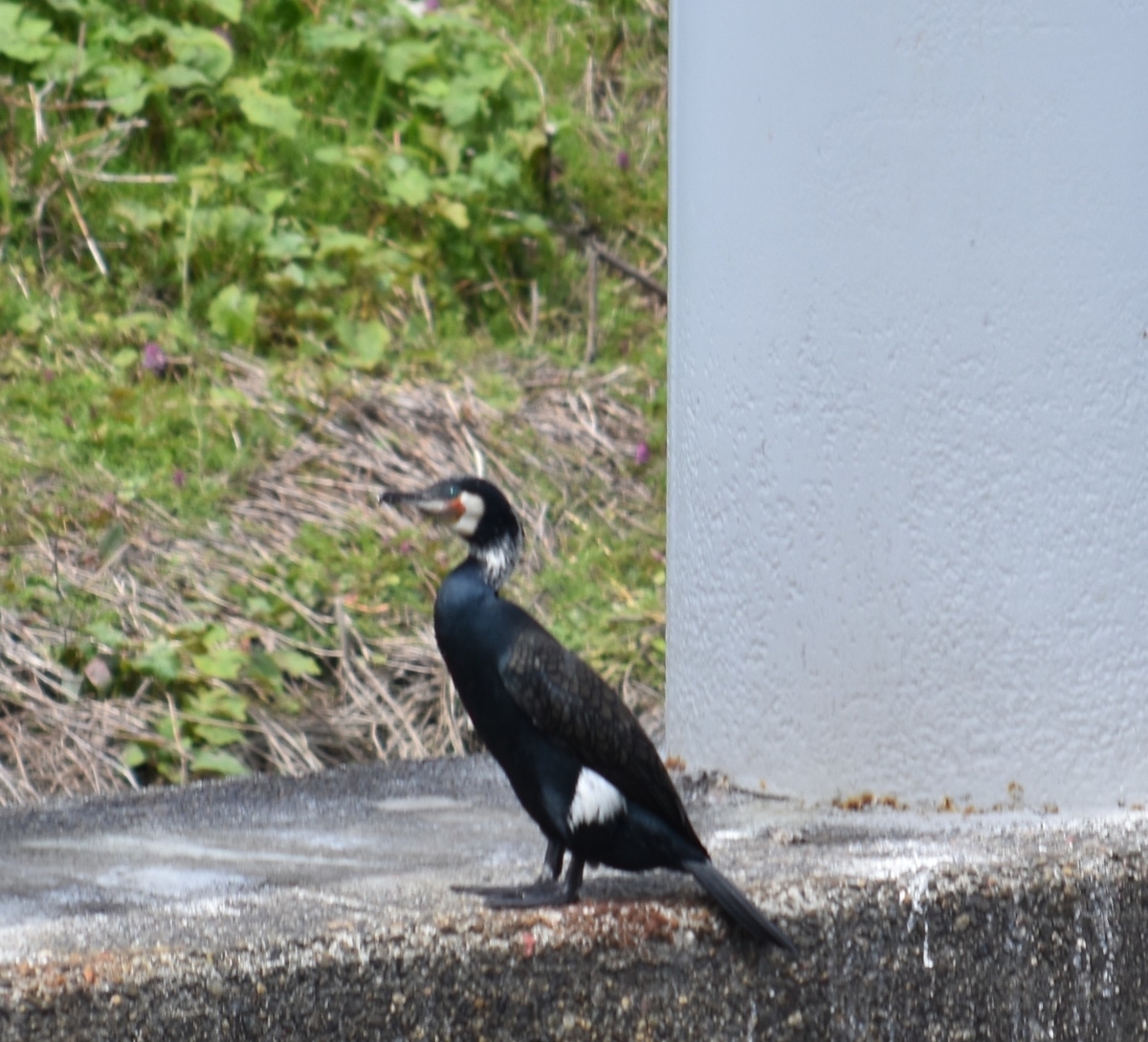 f:id:BlueTech:20210328074616j:plain