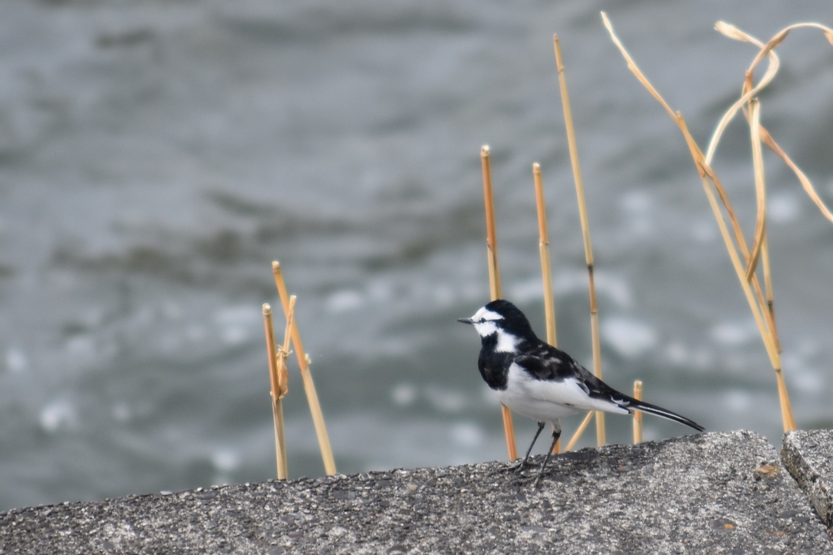 f:id:BlueTech:20210328074856j:plain