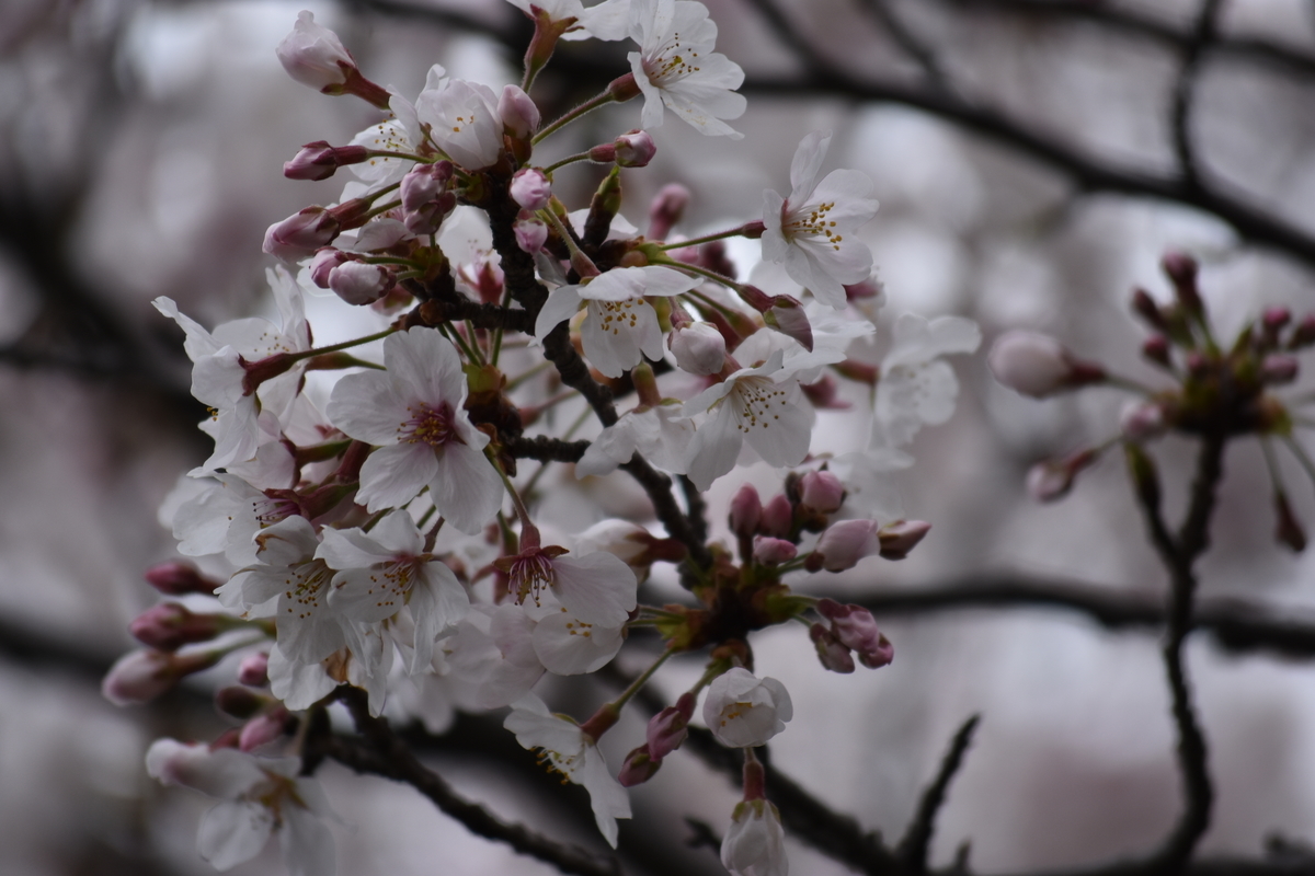 f:id:BlueTech:20210328133212j:plain