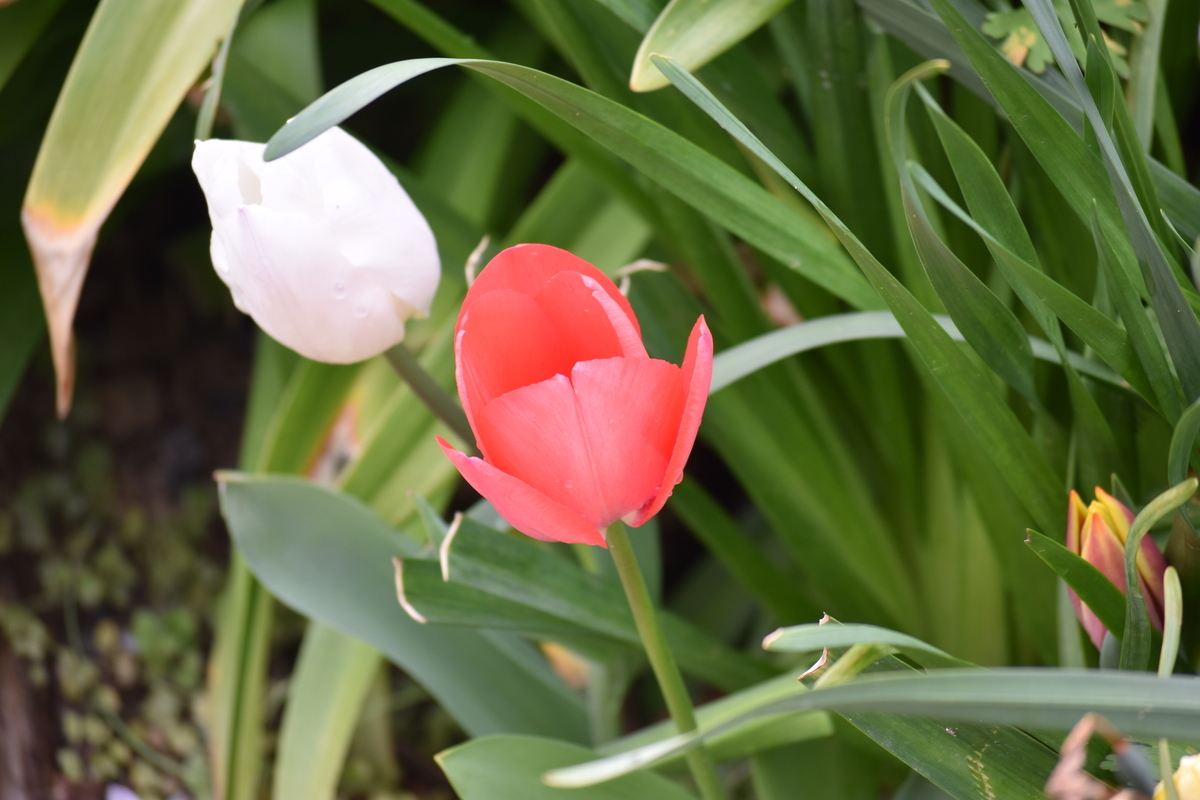 f:id:BlueTech:20210328133836j:plain