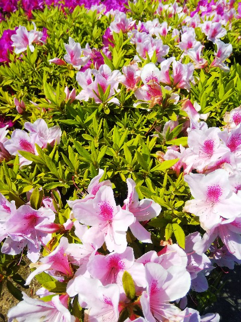 f:id:BlueTech:20210421155659j:plain