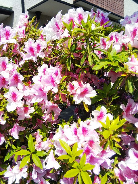 f:id:BlueTech:20210424195506j:plain