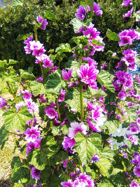 f:id:BlueTech:20210427073820j:plain