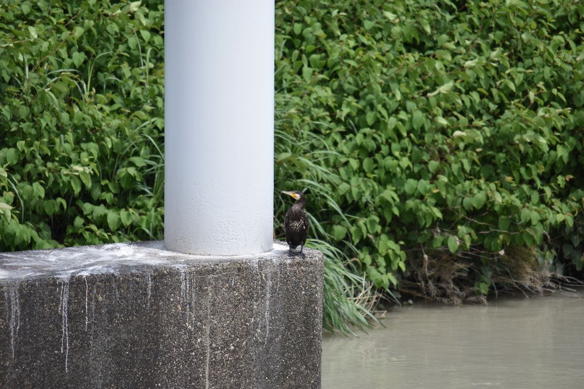 f:id:BlueTech:20210526144853j:plain