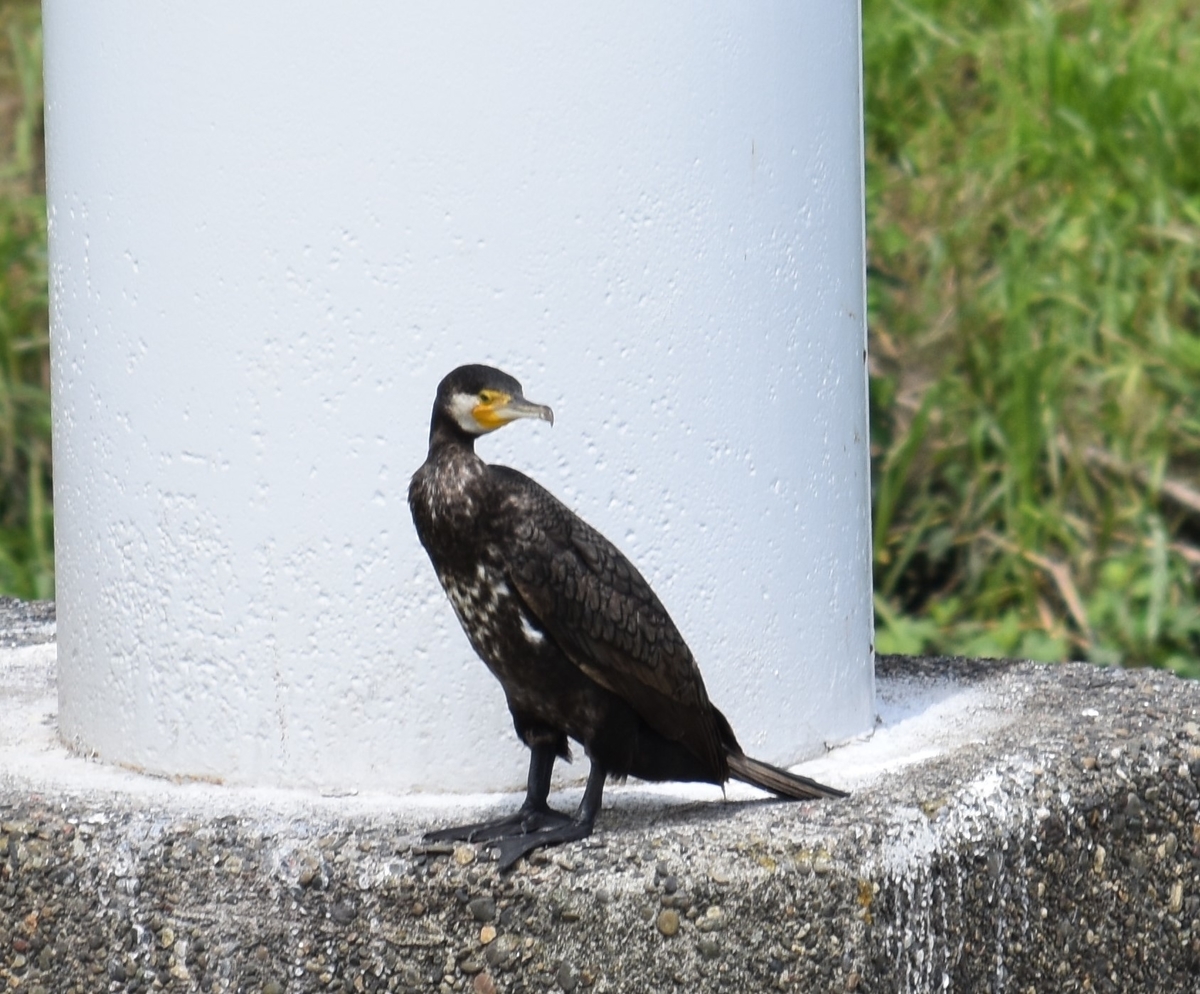 f:id:BlueTech:20210526144907j:plain