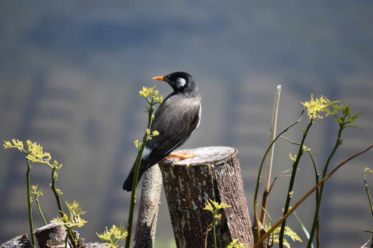 f:id:BlueTech:20220418145458j:plain