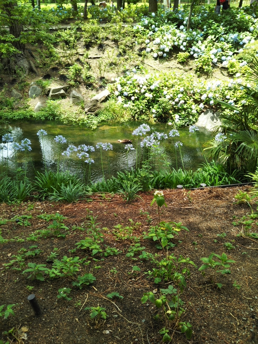 f:id:Blue_green:20200713204246j:plain