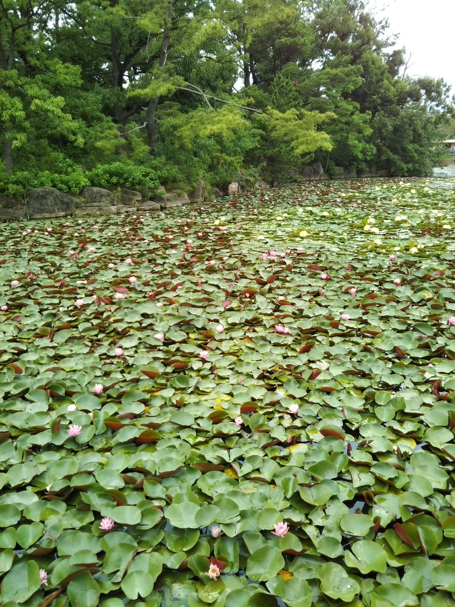 f:id:Blue_green:20200713204317j:plain