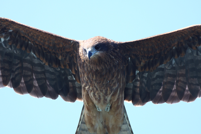 個別「[鳥]東京湾フェリーの上空を飛ぶトビ」の写真、画像 - Blueforce's fotolife