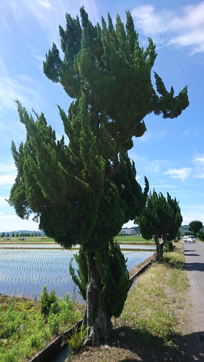 f:id:BluesFukami:20190622110101j:plain f:id:BluesFukami:20190622110101j:plain