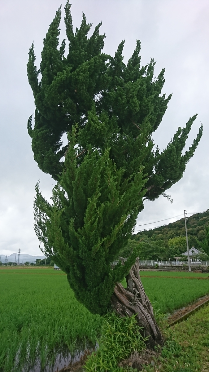 f:id:BluesFukami:20190707163733j:plain f:id:BluesFukami:20190707163733j:plain