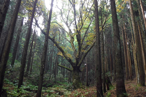 f:id:Bluesboy:20171013123950j:plain f:id:Bluesboy:20171013123950j:plain