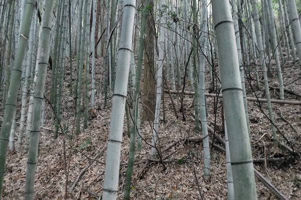 f:id:Bluesboy:20171119182610j:plain f:id:Bluesboy:20171119182610j:plain