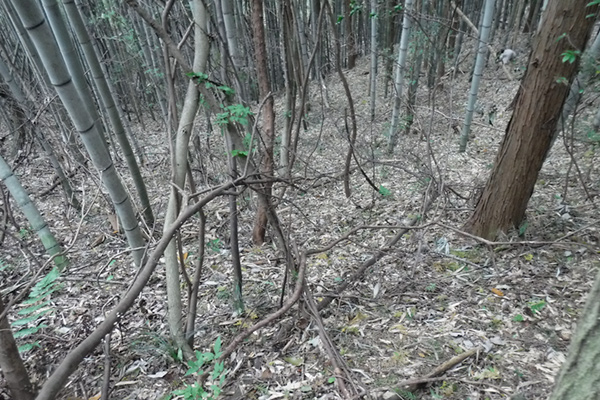 f:id:Bluesboy:20171119183010j:plain f:id:Bluesboy:20171119183010j:plain