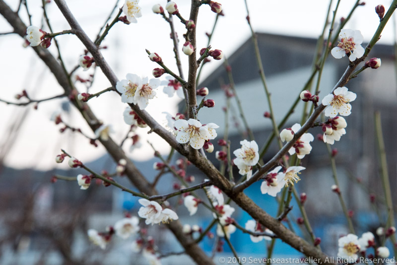 f:id:Blueshark3270:20190214115058j:plain
