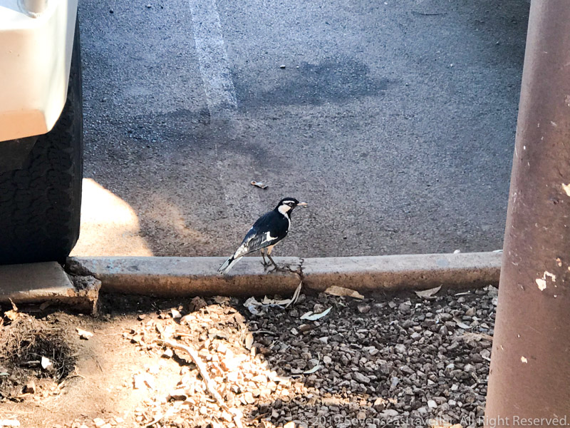 f:id:Blueshark3270:20190215102024j:plain